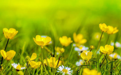 Bénéficier d&rsquo;un crédit d’impôt sur le jardinage : ce qu’il faut savoir
