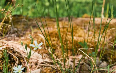 Remise en état de jardin dans la Dombes : un nouveau départ pour tout espace vert