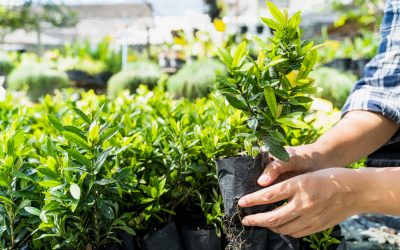 Pourquoi et comment choisir un paysagiste pour votre jardin à Limas ?