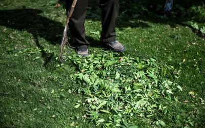 Comment réussir l’entretien de jardin à Belleville : le guide complet